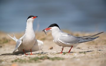 Expositie De Stern van Vogelbescherming bij Mar & Klif
