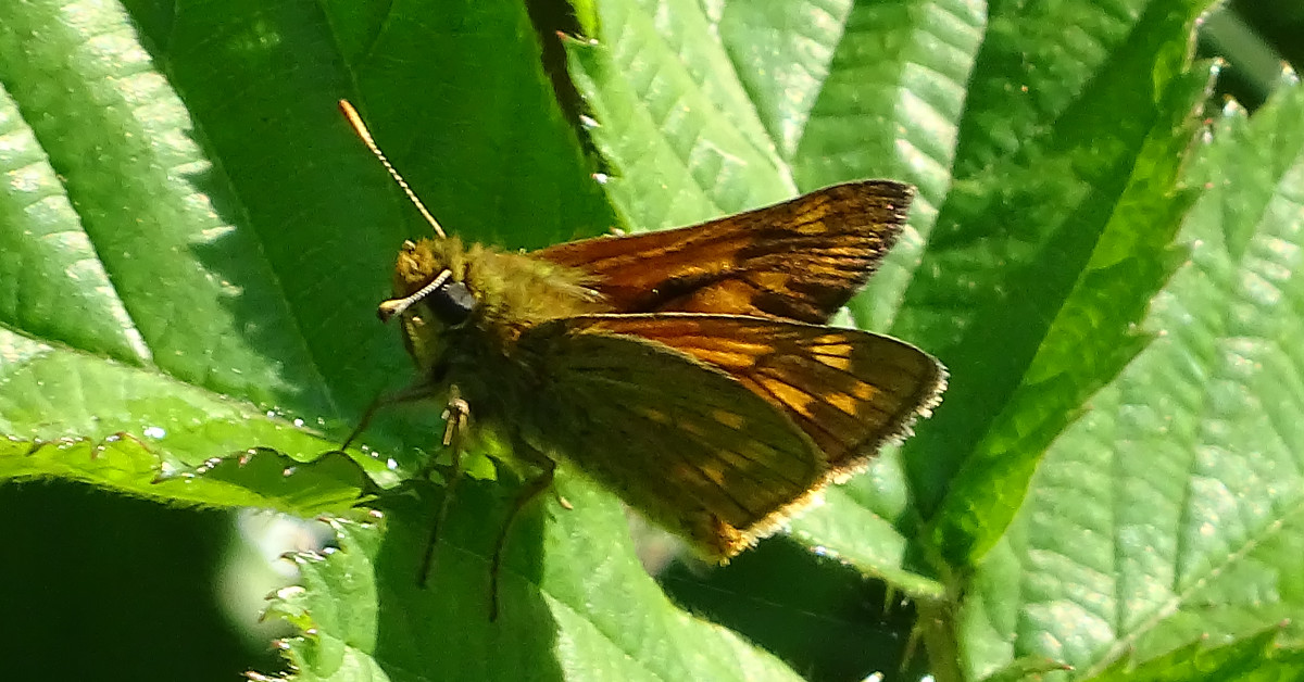 250706 vlinder Groot Dikkopje