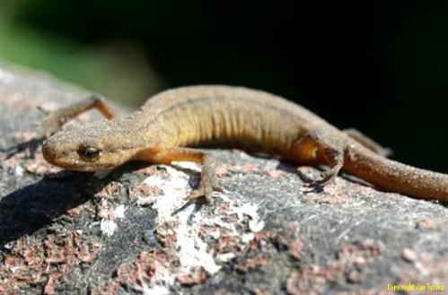 watersalamander